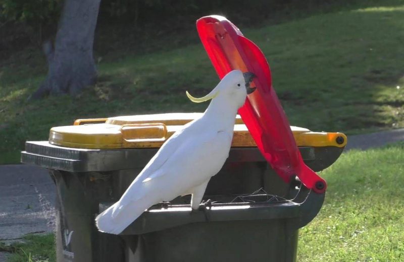 Las cacatúas australianas en busca de comida en los cubos de basura de la ciudad