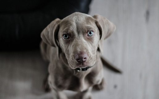 Cachorro