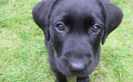 Cachorro labrador