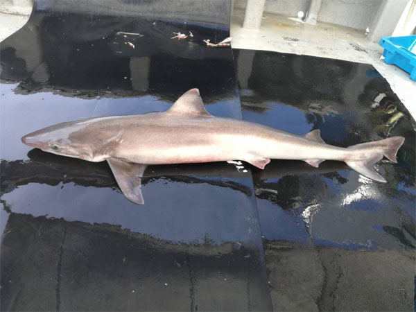 Crónica de un declive anunciado: tiburones en la Costa Brava