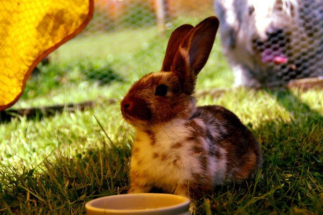 Conejo y el verano