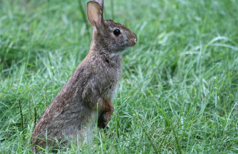 ¿Por qué no se domesticaron los conejos en las Américas?