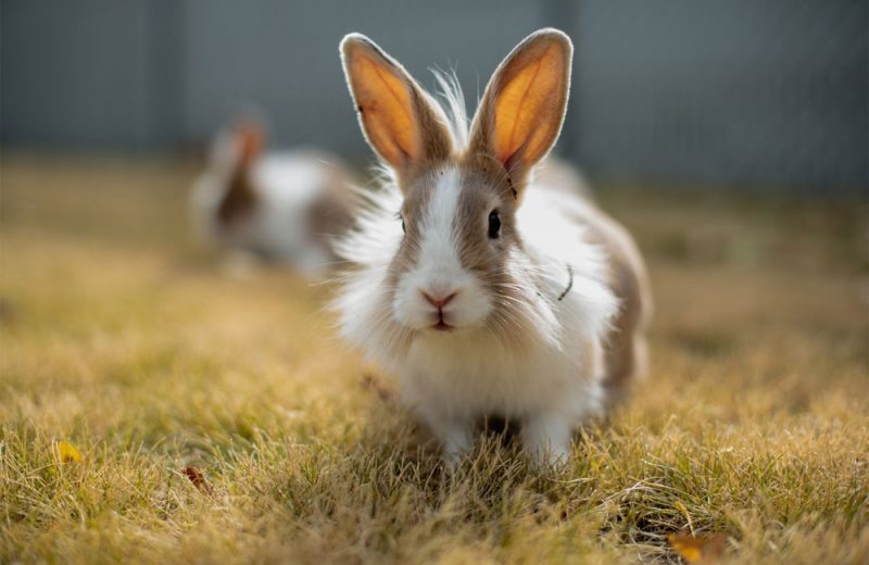 Los mejores cuidados de tu conejo para el verano