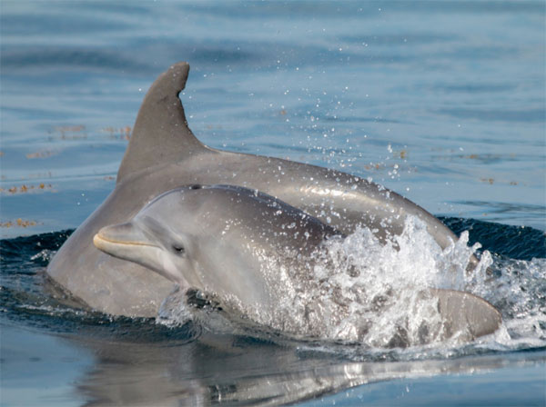 Delfín nariz de botella hembra y su cría