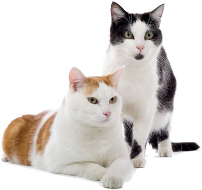 Gatos