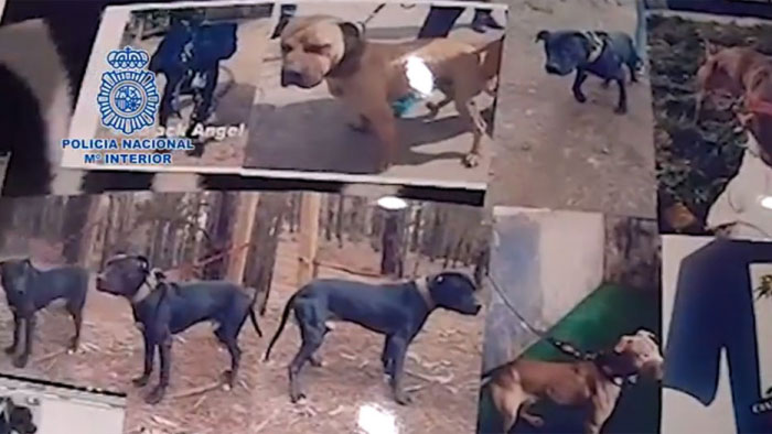 La Fiscalía de Madrid pide 102 años de cárcel para los organizadores de una red de peleas de perros