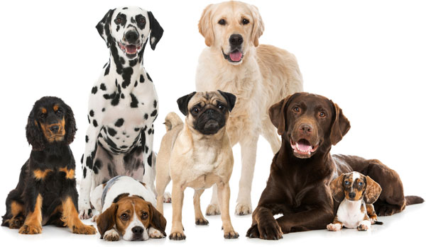 La mayoría de las razas de perros son altamente endogámicas