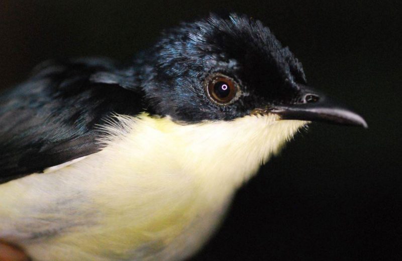 Nueva especie de ave en los bosques nubosos de Papúa