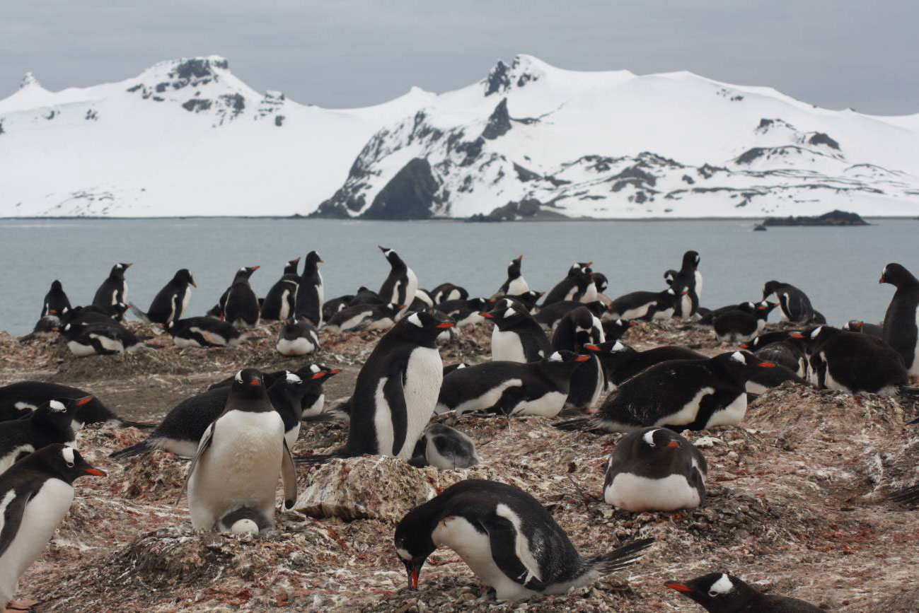 Pinguinos árticos