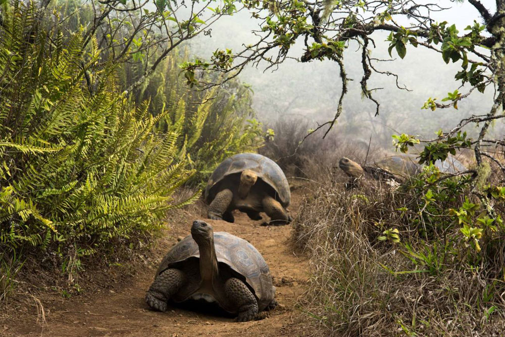 Genes de resistencia antimicrobiana en las tortugas gigantes de Galápagos
