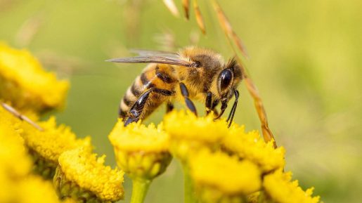 Abeja - 9 Sep 2021
