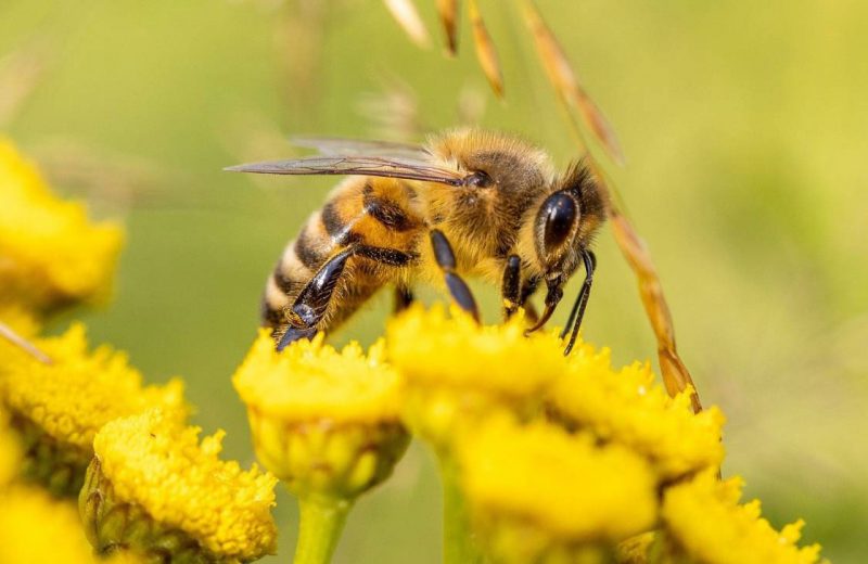 Las especies de abejas con cerebros más grandes aprenden mejor