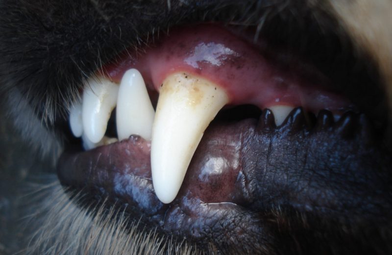 Enfermedades dentales en perros, un problema más común de lo que se piensa