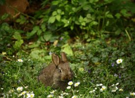 Las mejores hierbas para conejos, cobayas, chinchillas y otros pequeños mamíferos