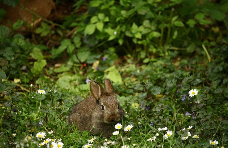 Las mejores hierbas para conejos, cobayas, chinchillas y otros pequeños mamíferos