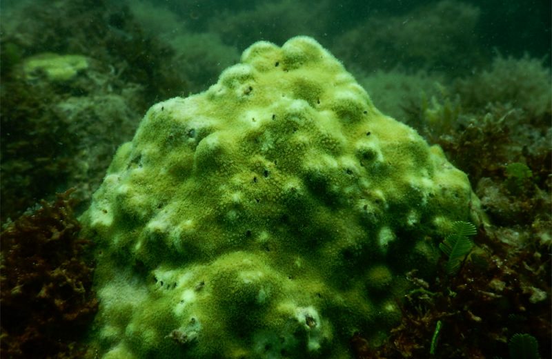 Una especie de coral muestra signos de aclimatación a ambiente extremo gracias a su asociación con microrganismos