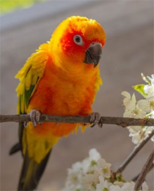 Cotorrita solar - Alimentación en las aves