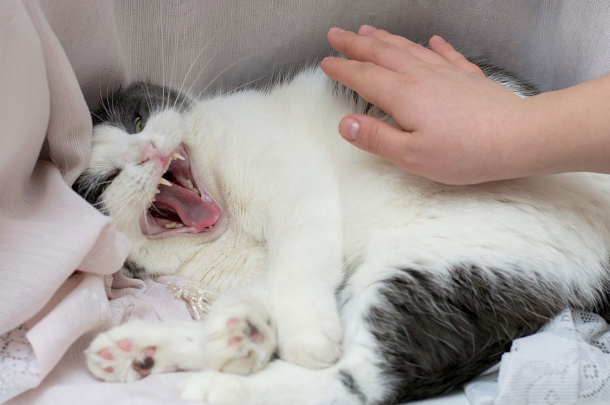 Tú gato debe decidir cuando desea ser acariciado según estudio para evitar hostilidades