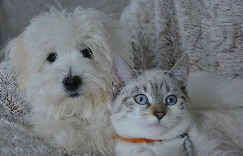 Gato y perro