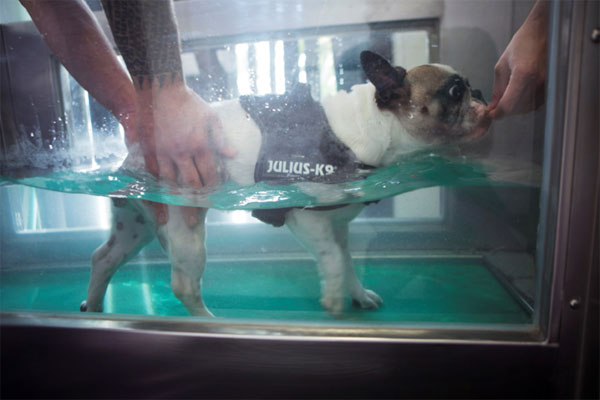 Hidroterapia perros