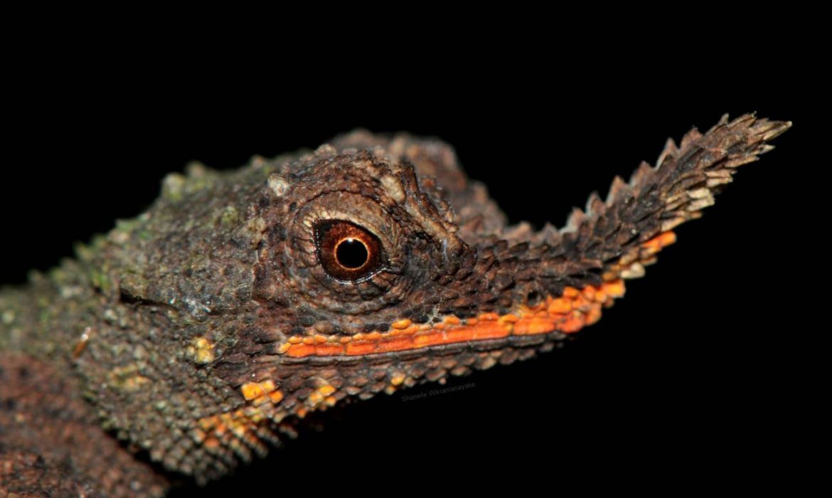 Salvar al lagarto de nariz rugosa de Sri Lanka mediante su ADN