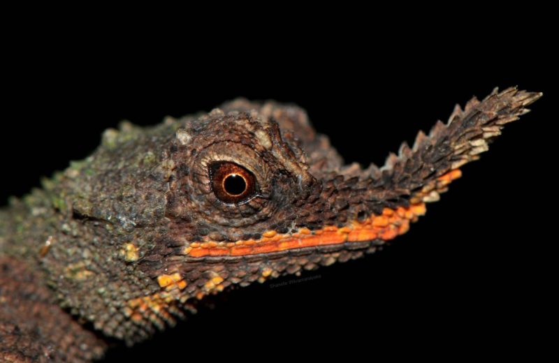 Salvar al lagarto de nariz rugosa de Sri Lanka mediante su ADN