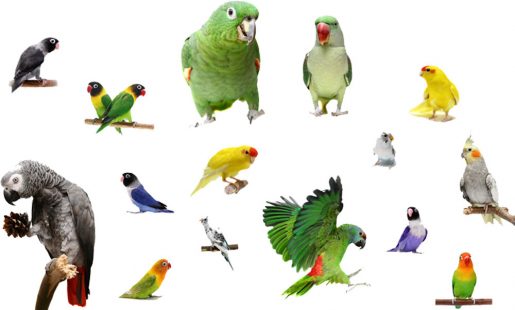 Loros, loriquitos, aves