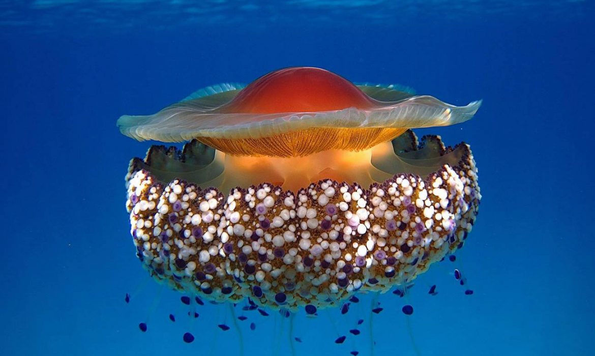 Una medusa mediterránea sobrevivirá al cambio climático