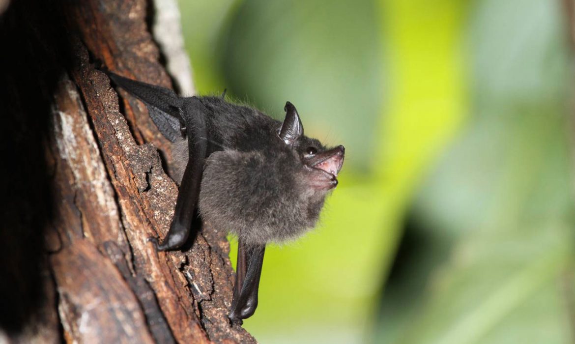 Las crías de murciélago balbucean como los bebés humanos