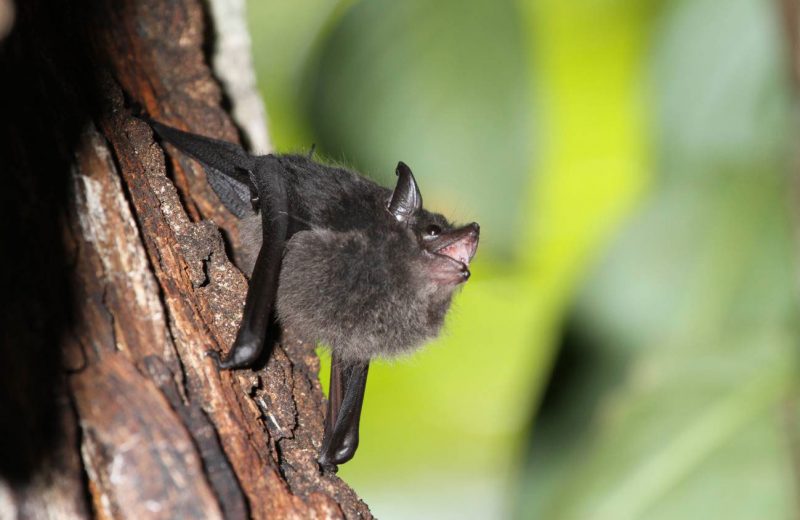 Las crías de murciélago balbucean como los bebés humanos