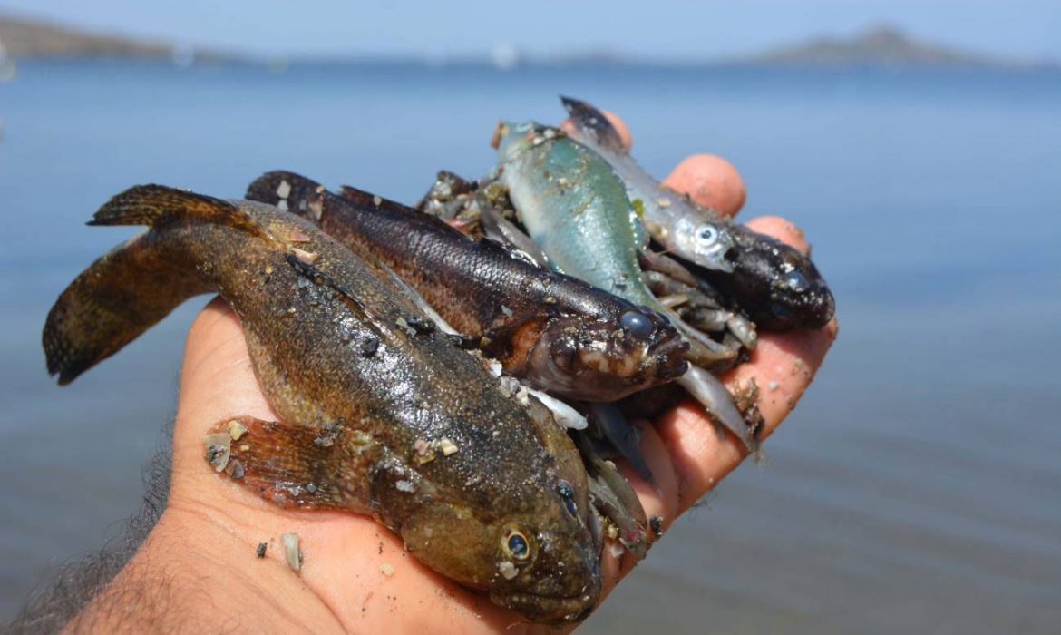 Corroboran que la agricultura es la causa principal de la mortandad masiva de fauna en el Mar Menor