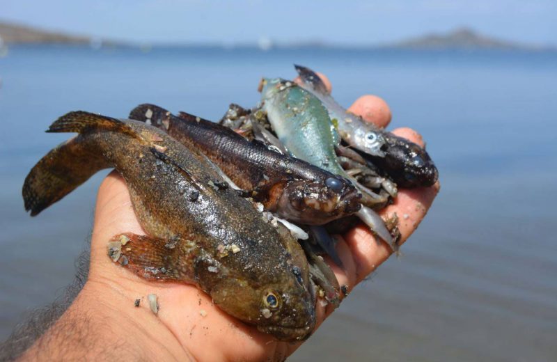 Corroboran que la agricultura es la causa principal de la mortandad masiva de fauna en el Mar Menor