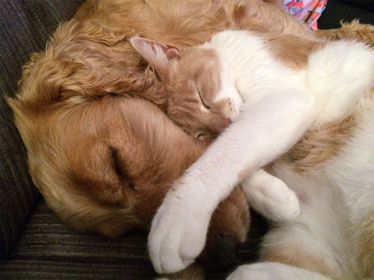 Perro y gato durmiendo