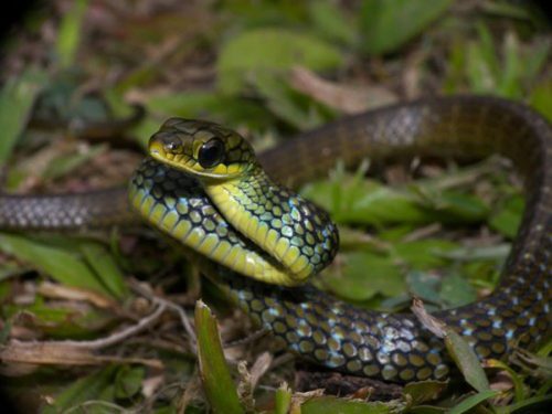 Chironius montícola - cazadora verde