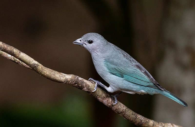 Las aves que dispersan más tipos de semillas tienen mayores posibilidades evolutivas