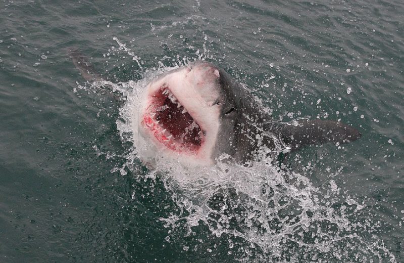 Los tiburones blancos juveniles seleccionan ‘campos de entrenamiento’ donde pueden perfeccionar de manera segura sus habilidades de caza
