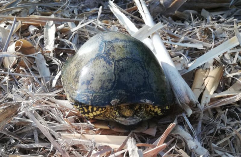 Campaña para la conservación de las tortugas autóctonas en el Clot de la Mare de Déu (Castellón)