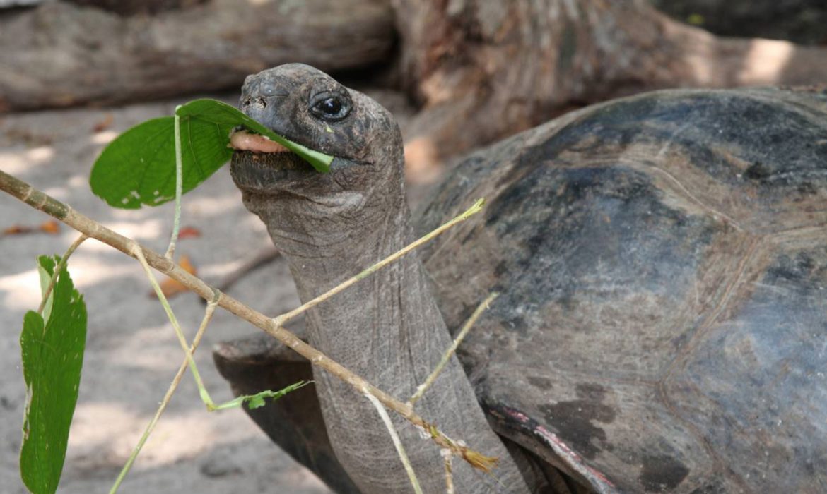 La tortuga gigante de Aldabra caza y come aves