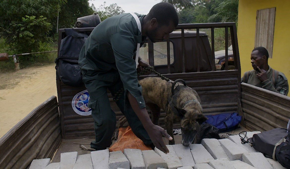 El Miteco adiestra a la primera unidad canina para luchar contra el tráfico ilegal de especies en República del Congo