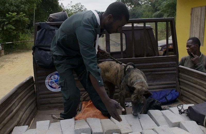 El Miteco adiestra a la primera unidad canina para luchar contra el tráfico ilegal de especies en República del Congo