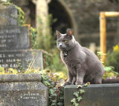 Gato en cementerio