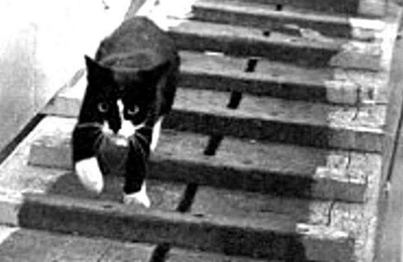 Sam «el insumergible», un gato heroico en la Segunda Guerra Mundial