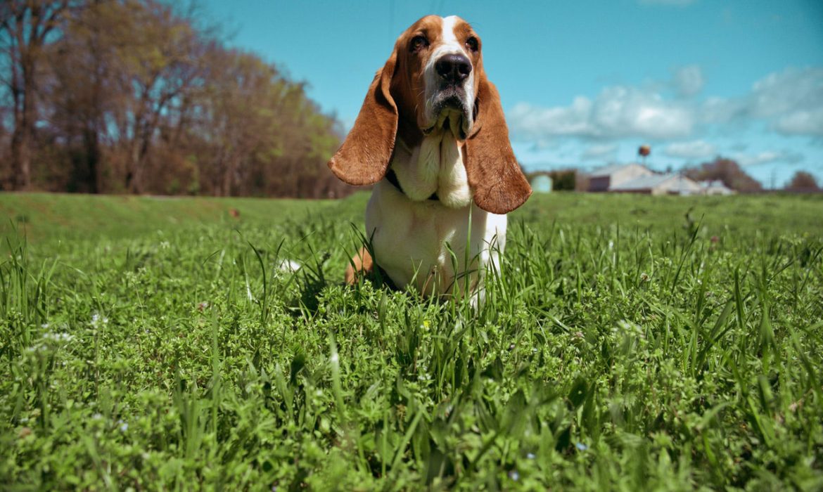 Una nueva investigación revela las razas de perros más afectadas por las infecciones del oído