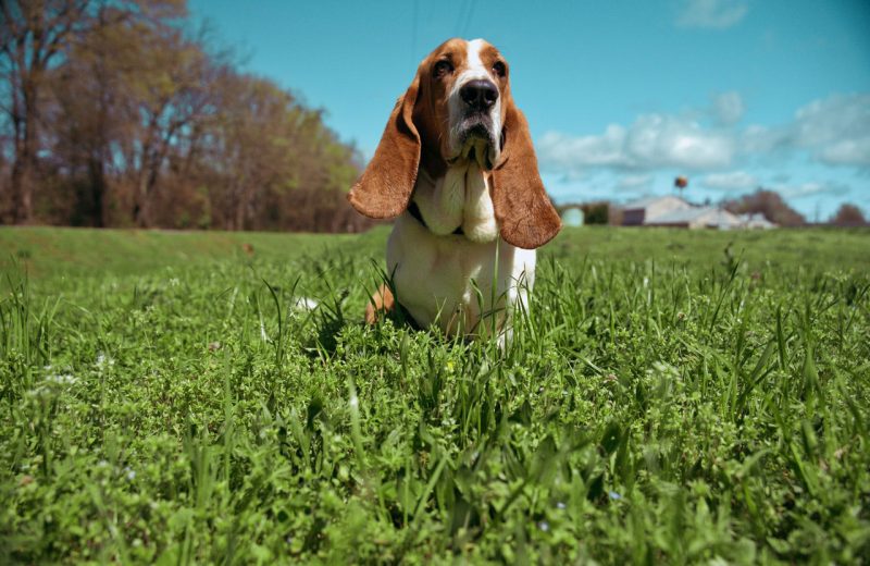 Una nueva investigación revela las razas de perros más afectadas por las infecciones del oído