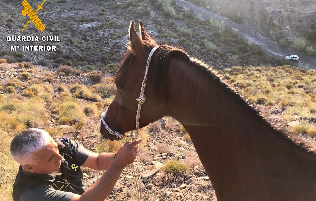 La Guardia Civil de Almería localiza y rescata a un caballo de raza árabe atrapado en una zona montañosa en Huércal Overa