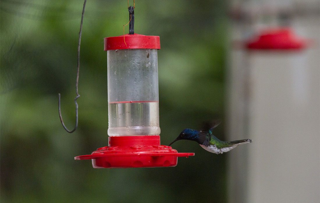 Las hembras de colibrí cambian su apariencia para evitar el acoso