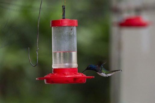 ´Colibrí