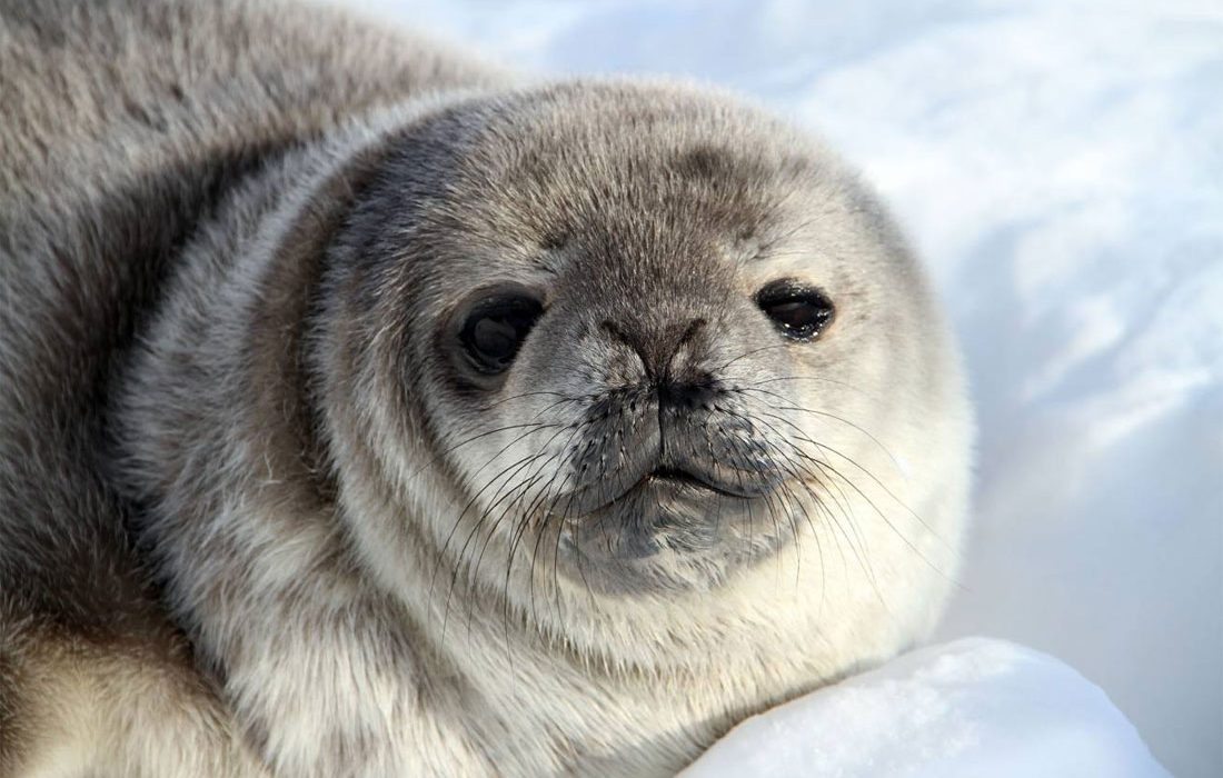 La crisis climática no afectará por igual a todas las focas antárticas