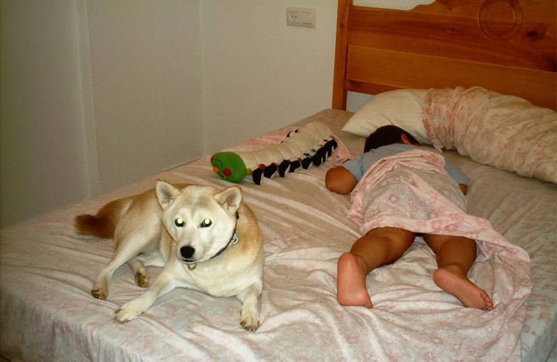 ¿Es bueno qué los niños y las mascotas duerman juntos?