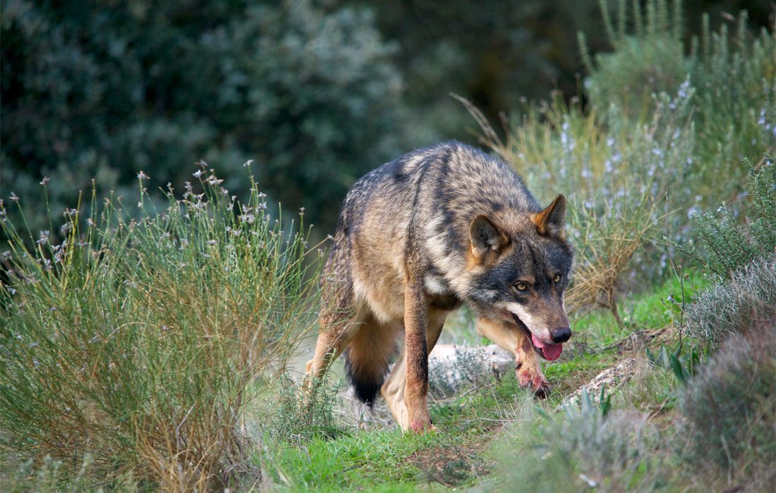 La estrategia nacional de la recuperación del lobo y la dejadez de Andalucía